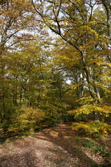 Fototapeta premium Laub auf Waldweg im Saarland im Herbst. Gelbe Blätter. Reisen in der Natur