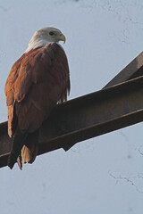 brahminy kite