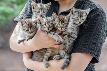 bunch of tabby kittens in female hands