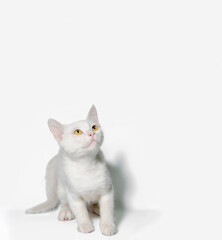 cute white kitten on a clean background in isolation close up