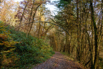 path in autumn forest near Stuttgart, Germany 