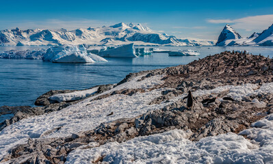 Gentoo Penguin colony - Antarctic Peninsula in Antarctica.