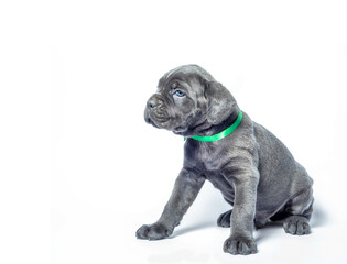 little puppy dog ​​of breed canecorso on a white background in isolation close up