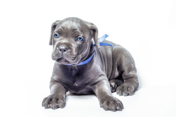 little puppy dog ​​of breed canecorso on a white background in isolation close up