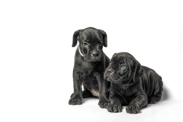 couple little puppy dog ​​of breed canecorso on a white background in isolation close up