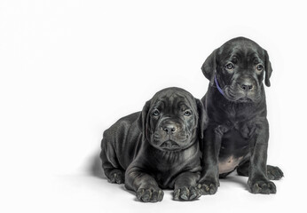 couple little puppy dog ​​of breed canecorso on a white background in isolation close up