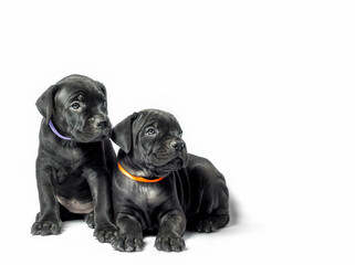 couple little puppy dog ​​of breed canecorso on a white background in isolation close up