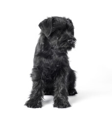 little black puppy breed miniature schnauzer on a white background close up isolated