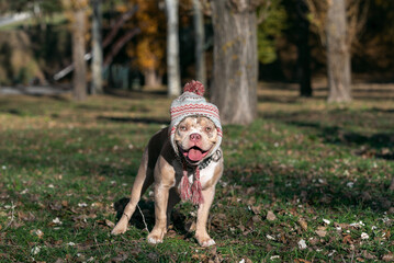 American bully dog in a winter hat with a pompom in autumn in the park on a sunny day