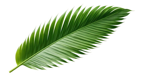 Obraz premium Tropical green palm leaf cut out