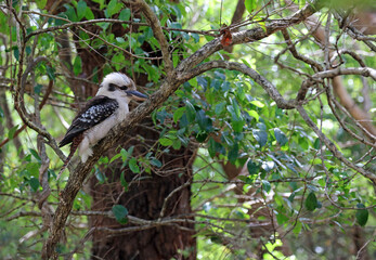 Closeup of a Kookaburra perched on a branch, New South Wales Australia
