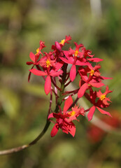 Obraz premium Closeup of Fire-star Orchid blooms, New South Wales Australia 