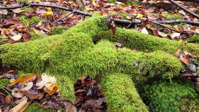 Bemoostes Totholz auf Waldboden im Herbst, slidershot