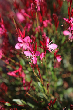 Macro image of Lindheimer's Beeblossom blooms, New South Wales Australia
