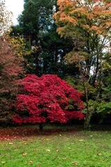 fall colors in the park Westonbirt