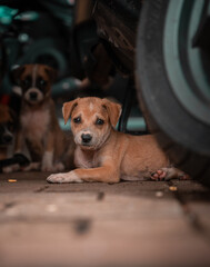Cute street stray dog puppies sleeping and playing in India