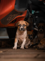 Cute street stray dog puppies sleeping and playing in India