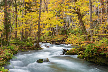 Idyllic scenery of Oirase Stream, Aomori, Japan