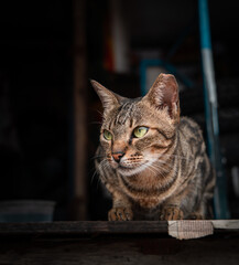 Extreme close up of an Indian black and brown street cat