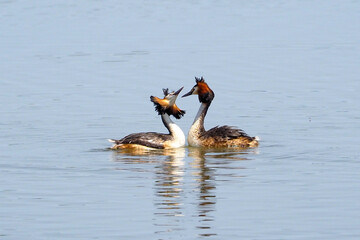 カンムリカイツブリの求愛ダンス
