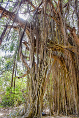 Obraz premium Big banyan or Indian ficus in Goa in India. A beautiful huge banyan tree in the Indian jungle near Arambol beach. Banyan, considered a sacred tree, is highly revered in India.