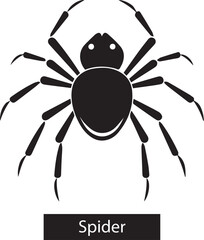 Set of spider insect vector illustration