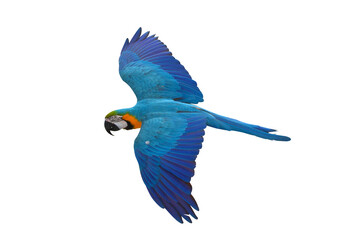 Beautiful flying parrot isolated on transparent background png file