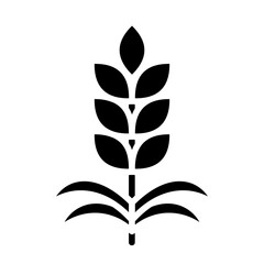 Cereal grain, wheat crop, Triticum, bread grain, wheat plant icon and easy to edit.