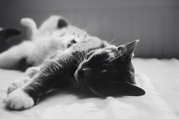 A black-and-white photo of a gray domestic cat sleeping on a bed illuminated by the warm rays of the sun. Pet rest and home comfort.