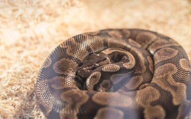 Snakes are natural animals that are kept as pets by humans.