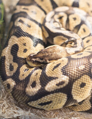 Snakes are natural animals that are kept as pets by humans.