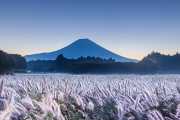 富士宮市から富士山に昇る朝日に輝くチカラシバ