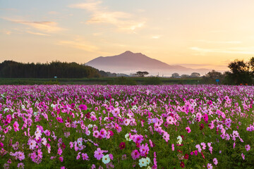 夜明けの小貝川ふれあい公園からコスモスと筑波山