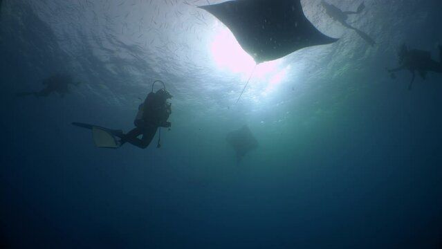 Multiple Manta Rays feed in blue water by somersaulting swimming close to each other and SCUBA Divers