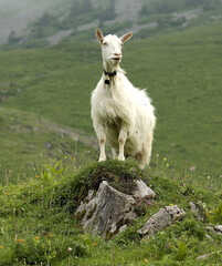 Obraz premium Appenzeller goat