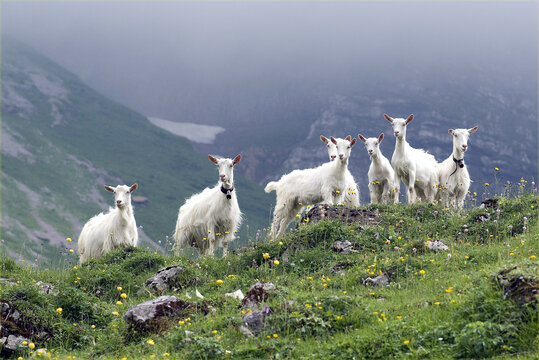 Appenzeller goat