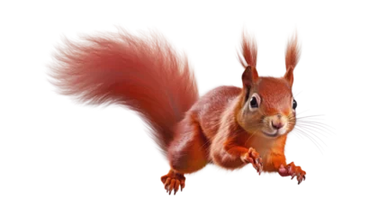 Poster red squirrel isolated on transparent background cutout © Papugrat