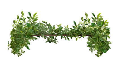Fototapeta premium leaves branch isolated on transparent background cutout