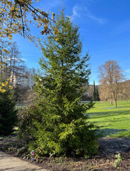 Caucasus spruce, Picea, orientalis