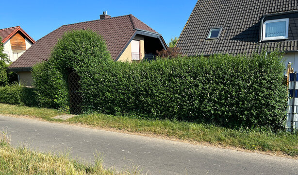 Privet; Ligustrum, vulgare