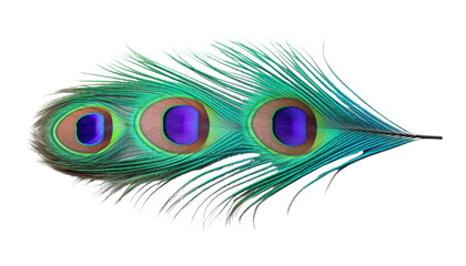 Obraz premium peacock feather isolated on transparent background cutout