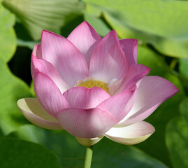 lotus flower, Lotus nucifera