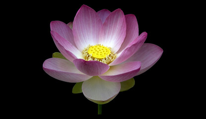 lotus flower, Lotus nucifera