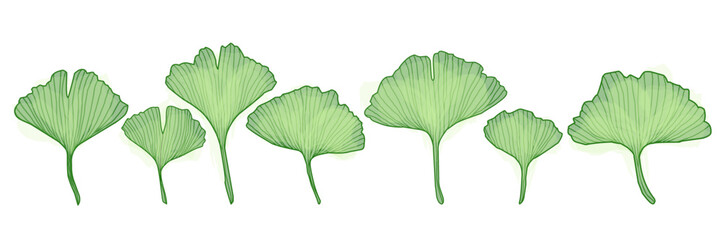 Ginkgo branch with leaves, vector illustration set for design