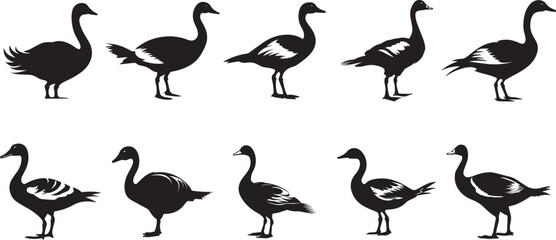 Black and white wild geese are flying. Bird hunting logo. Canadian goose. Black isolated flying bird. - obrazy, fototapety, plakaty