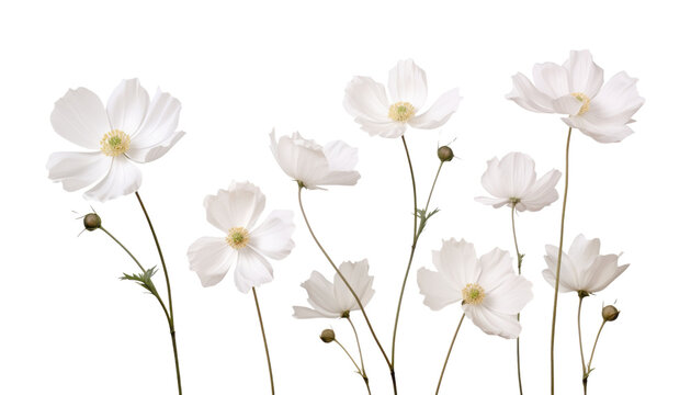 Fototapeta white flowers isolated on transparent background cutout