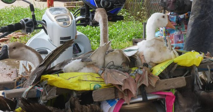 geese attached to the back of a motorcycle for transportation to market