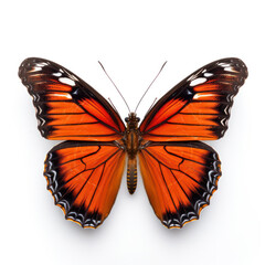 Bright Orange Butterfly  Isolated on Clean White Background