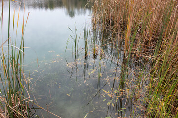 Beautiful wather of the lake with bulrush. View through burlish. Autumn landscape.