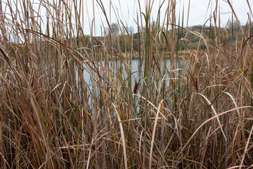 Fototapeta premium Panorama of the lake with bulrush. View through burlish. Autumn landscape.